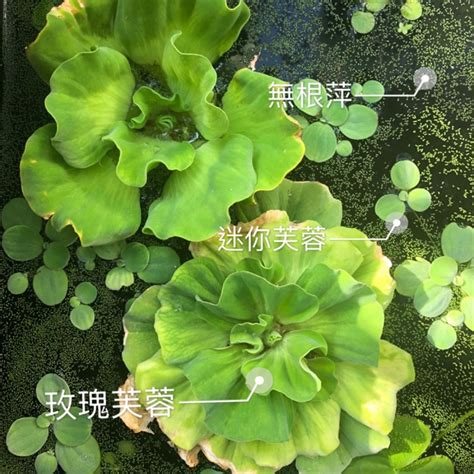 玫瑰水芙蓉風水|水芙蓉怎麼養？水芙蓉的好處、壞處&繁殖攻略 – 新鮮。